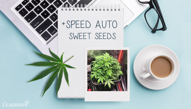 Гроурепорт сорта + Speed Auto от Sweet Seeds