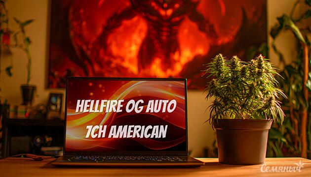 Гроурепорт сорта Hellfire OG Auto от 7CH American