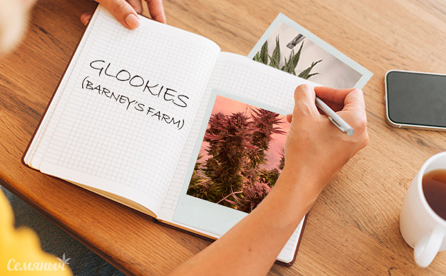 Гроурепорт сорта Glookies fem от Barney’s Farm