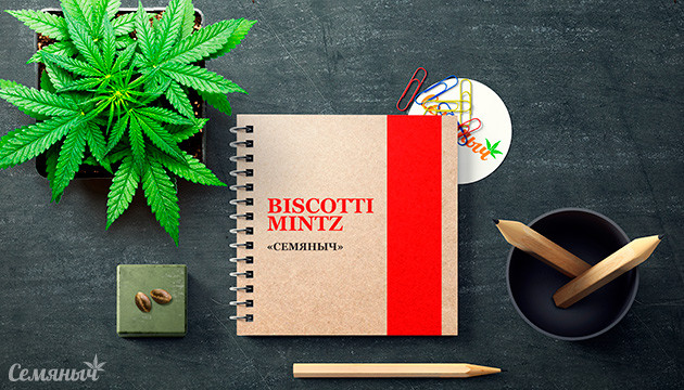 Гроурепорт сорта Biscotti Mintz fem от Семяныча