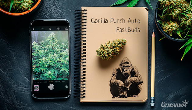 Выращивание сорта Gorilla Punch Auto