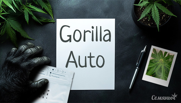 Выращивание Gorilla Auto fem от Семяныча