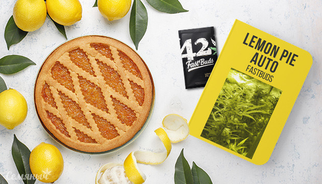 Гроурепорт сорта Lemon Pie Auto